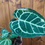 Antúria kryštálova (Anthurium crystallinum) - výška 20-30 cm, kont. C1,5L